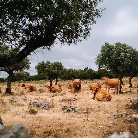 Casas De Pedra - Quinta Da Escola Alvados