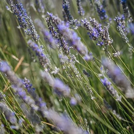 Casas De Pedra - Quinta Da Escola Κατάλυμα σε φάρμα *