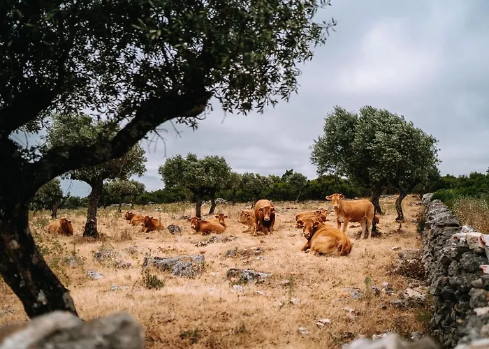 Casas De Pedra - Quinta Da Escola 阿尔瓦杜什